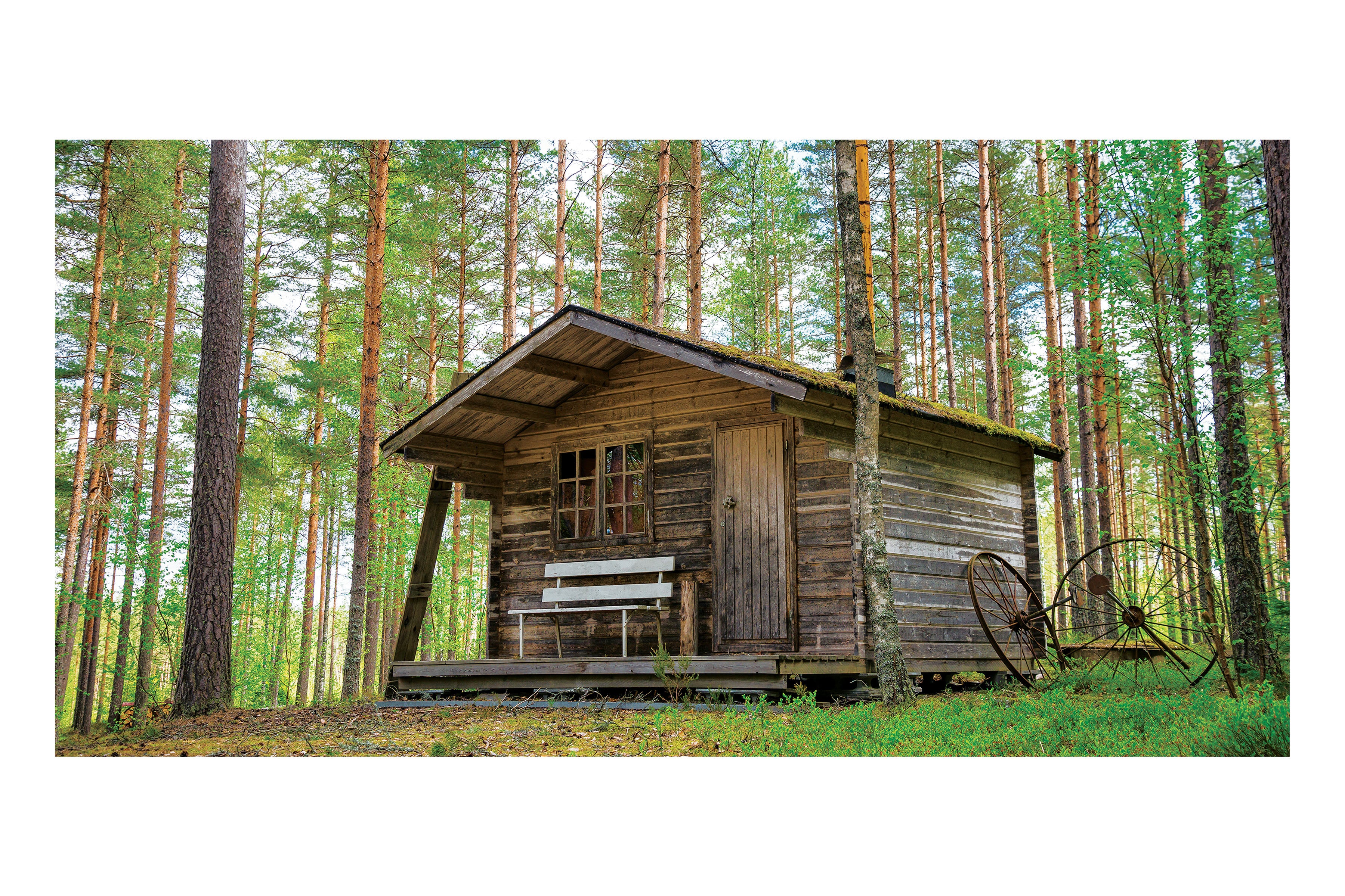 Forest Cabin Theatre Backdrop