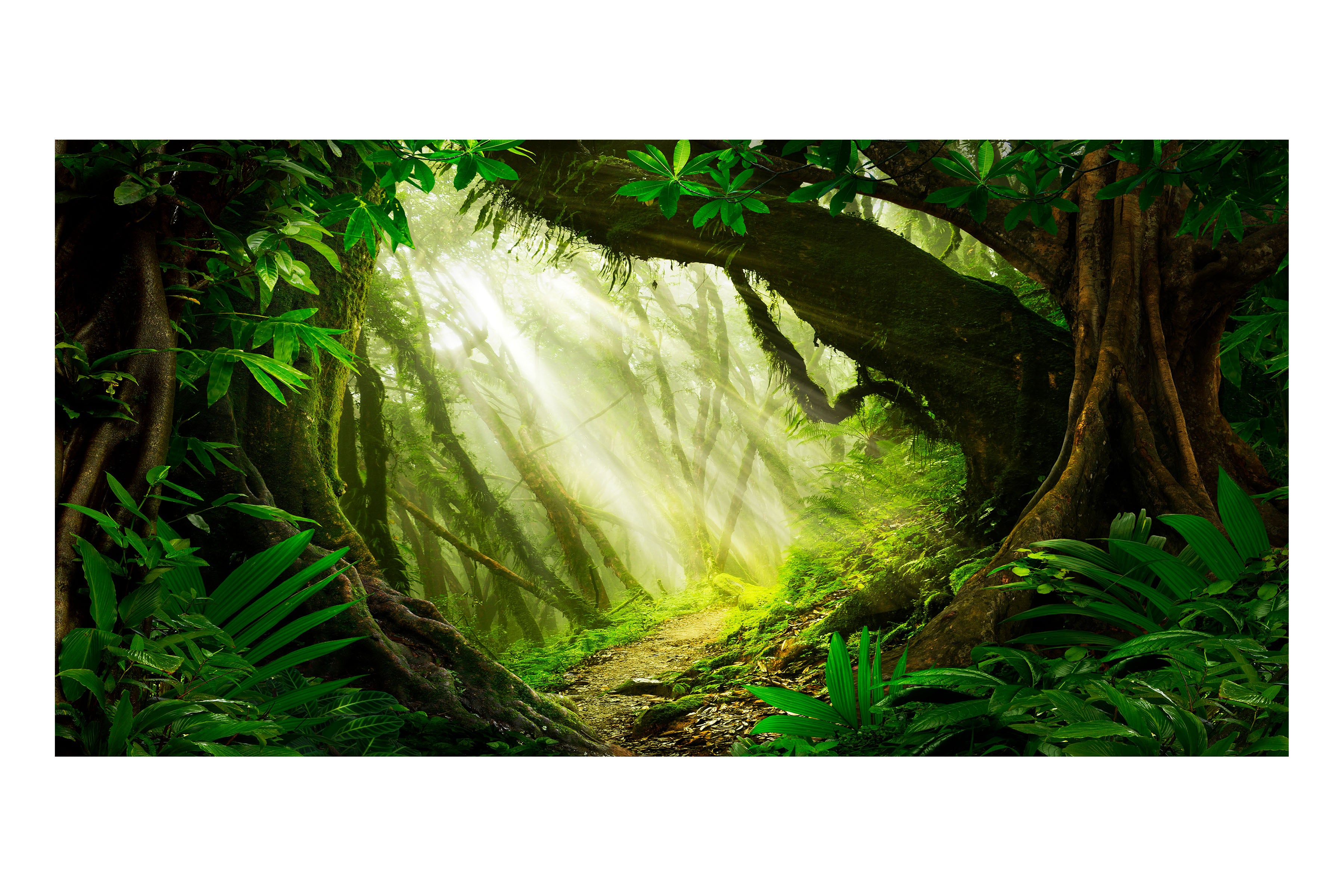 Deep Jungle Theatre Backdrop