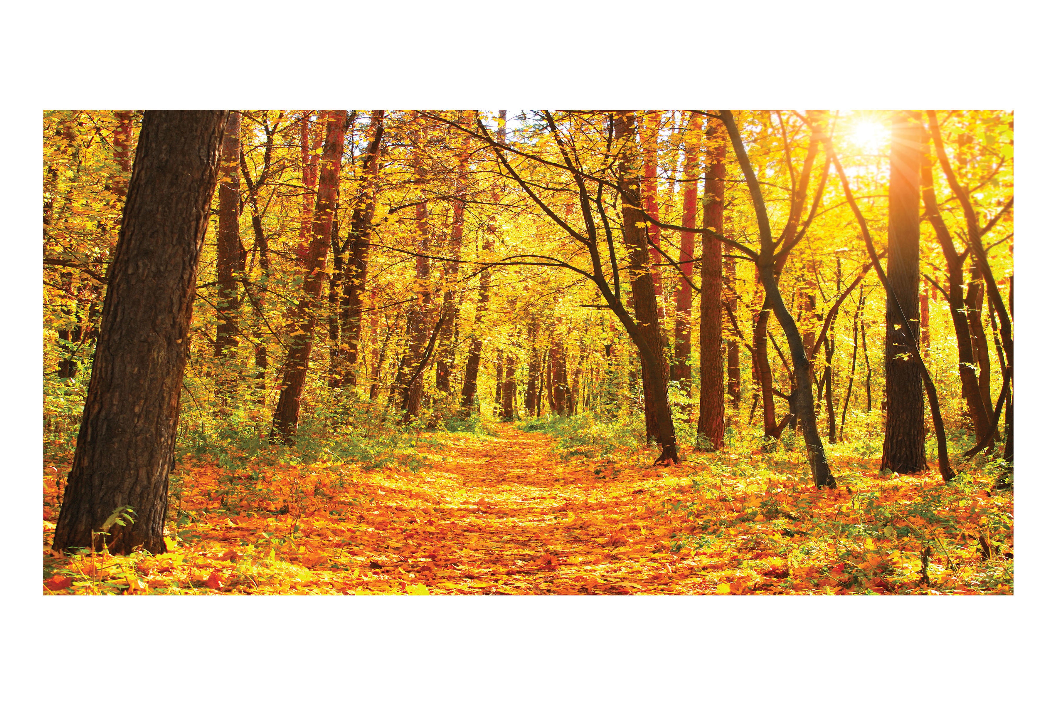 Fall Woods Theatre Backdrop