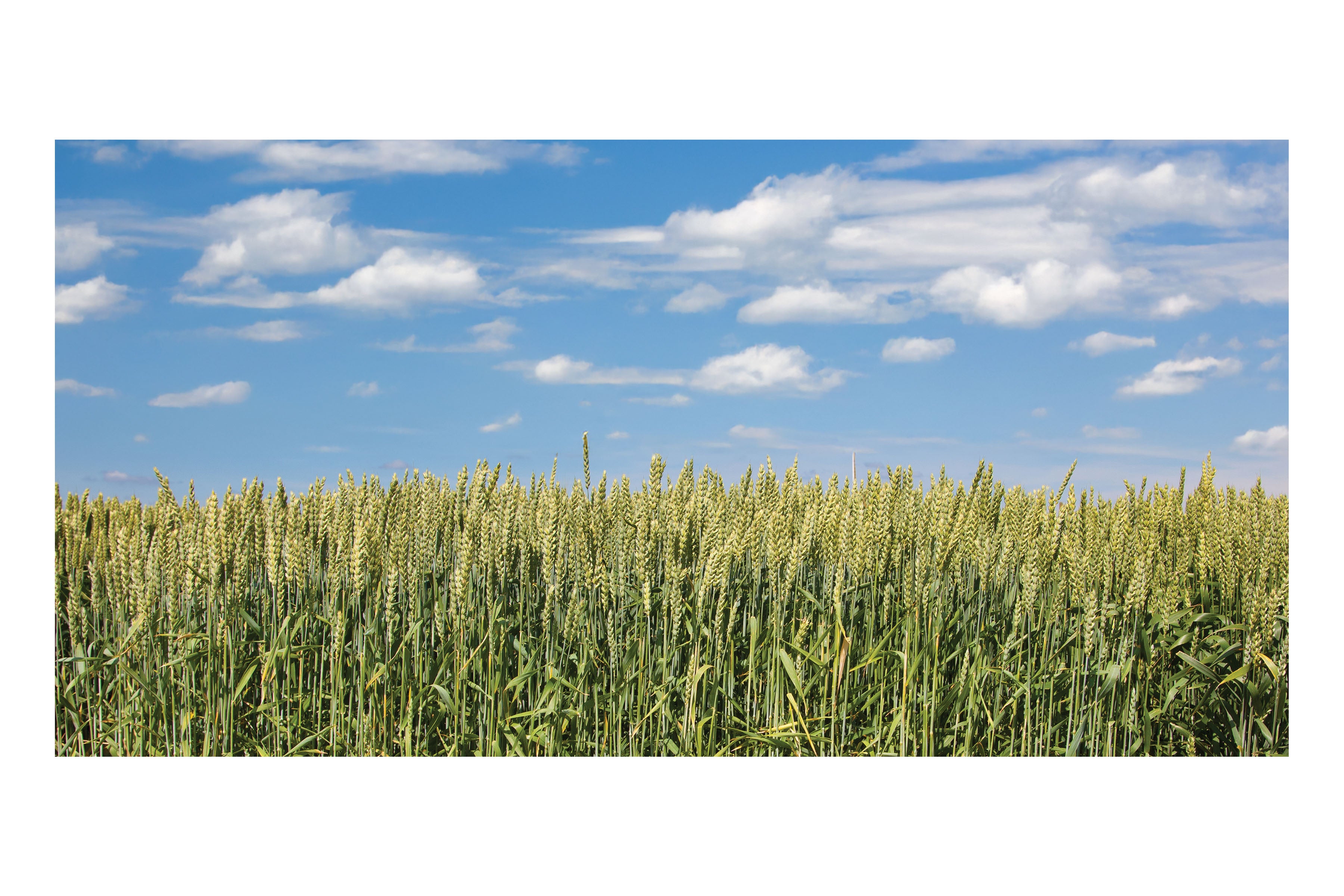 Field of Wheat Theatre Backdrop