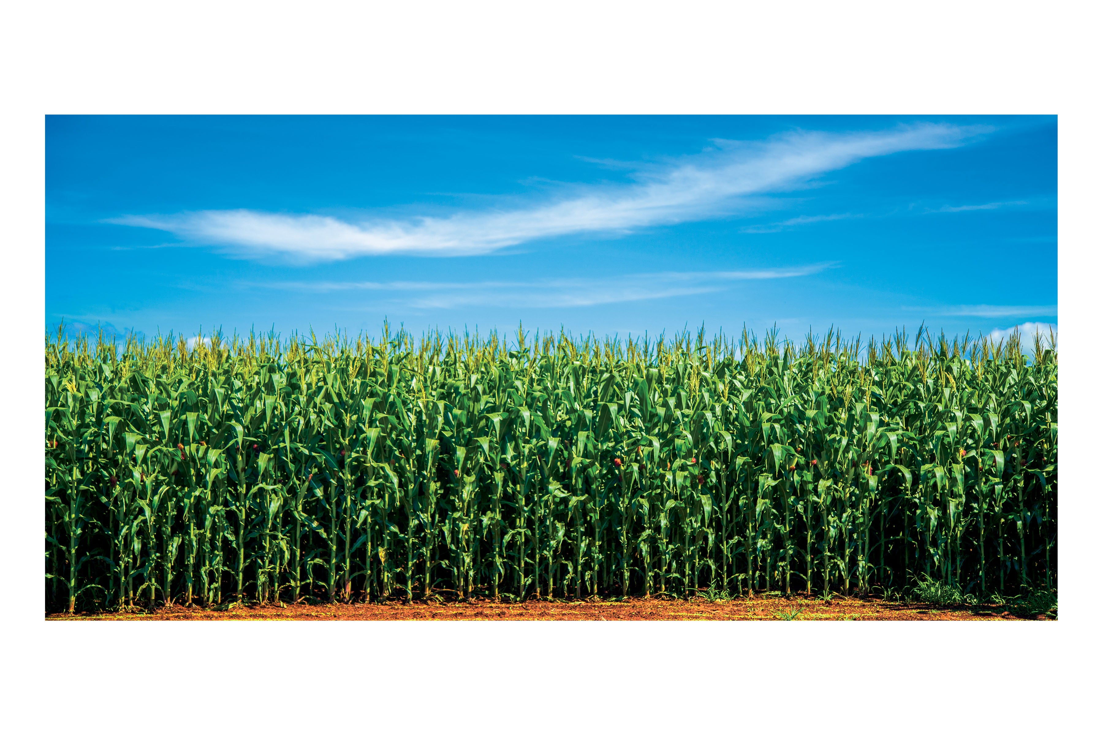 Field of Corn Theatre Backdrop