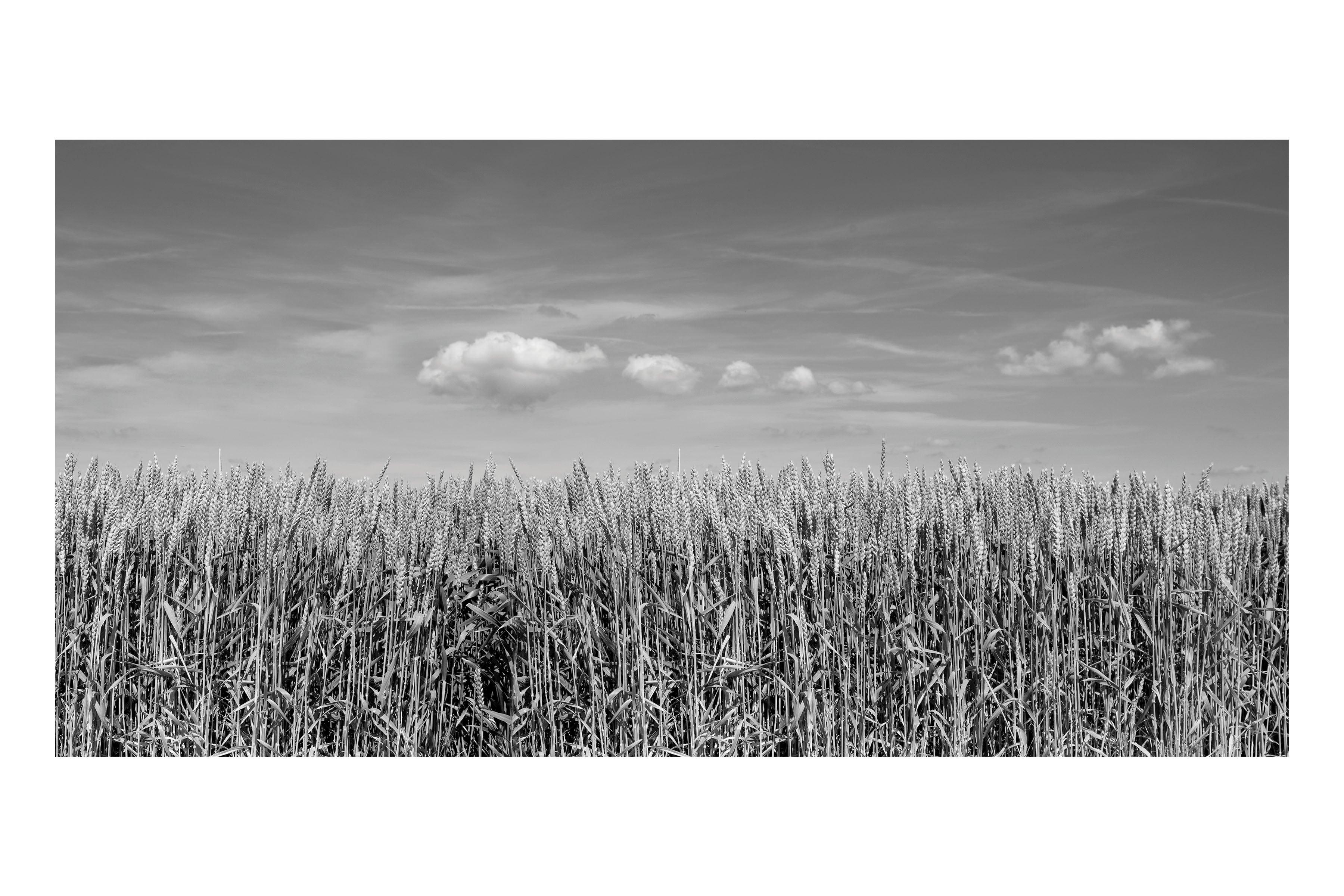 Black and White Wheat Field Theatre Backdrop