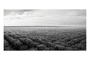 Black and White Soybean Field Theatre Backdrop