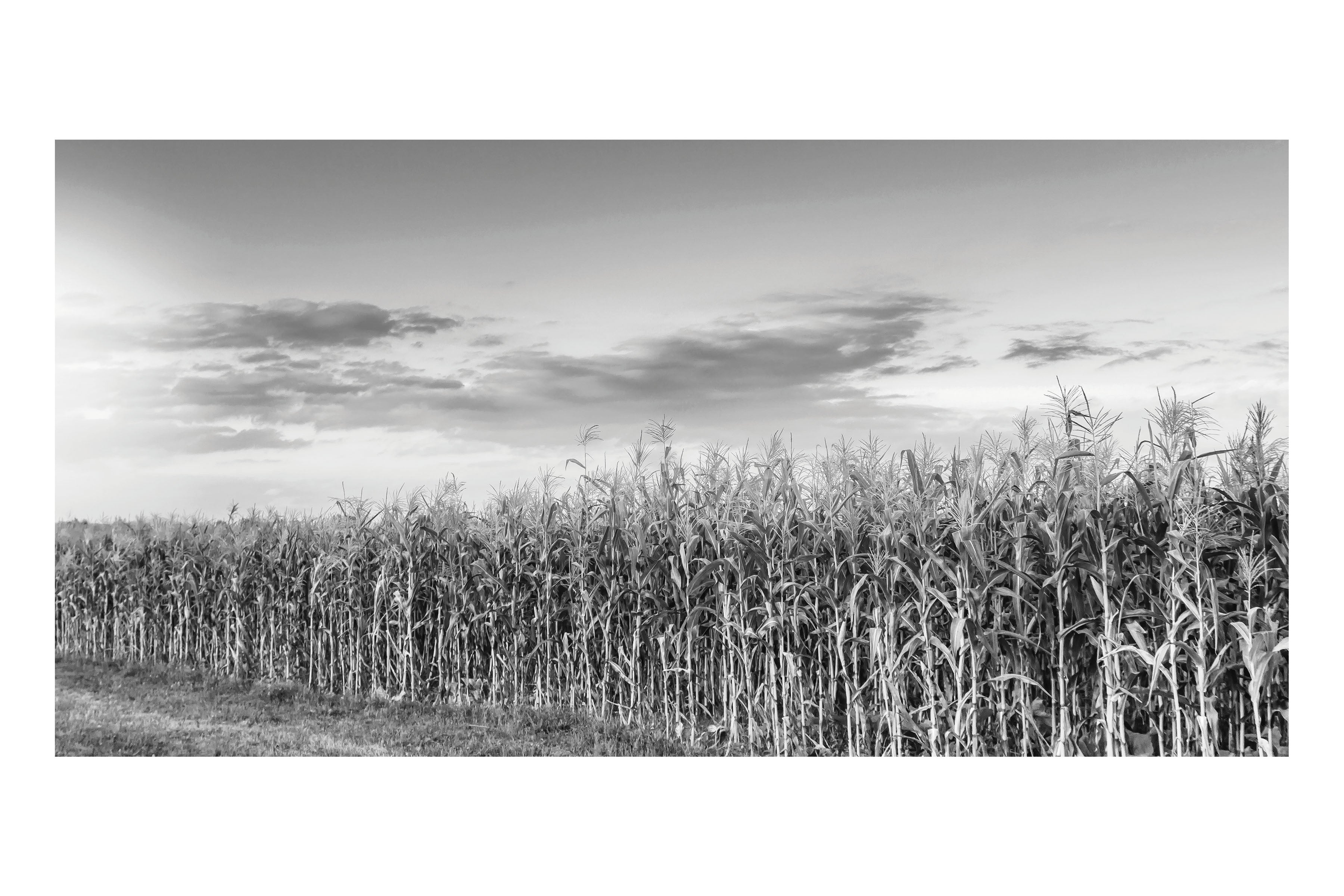 Black and White Cornfield Theatre Backdrop